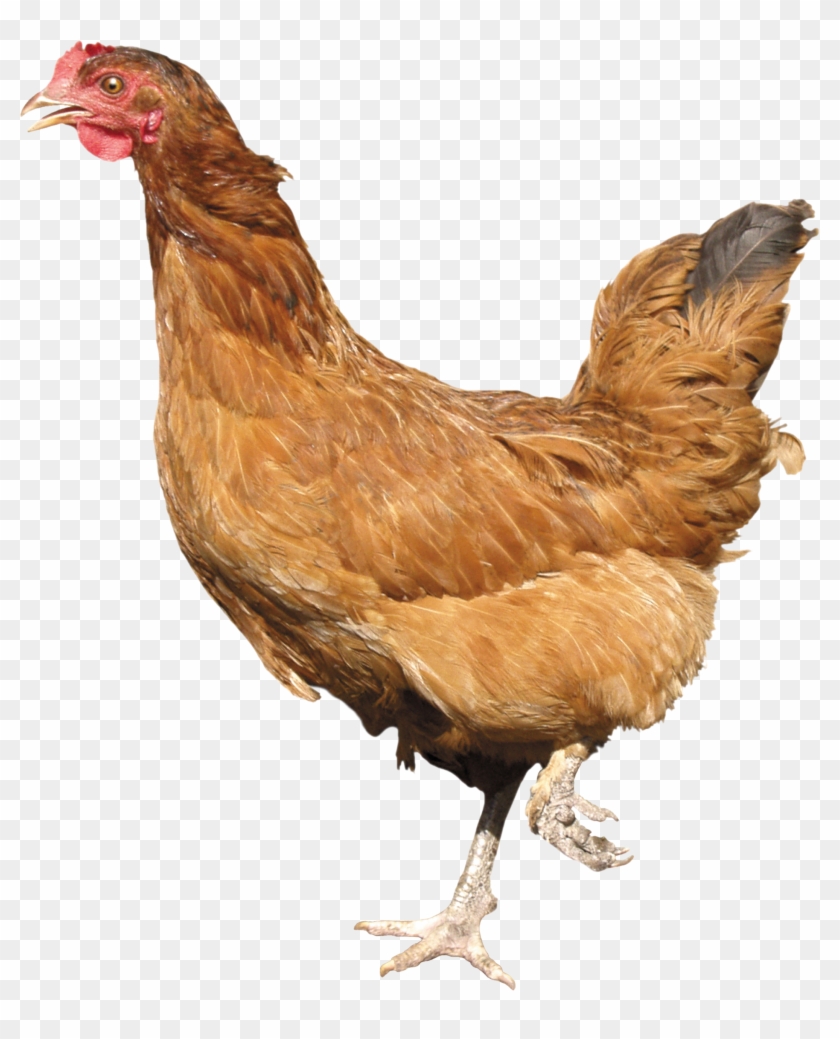 Chicken Png Image - Chicken Png Clipart #588356