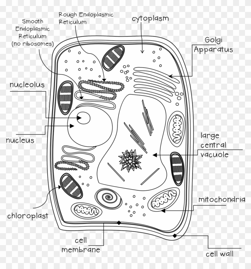 They Will Receive A Sheet With The Lines And The Terms Clipart #588357