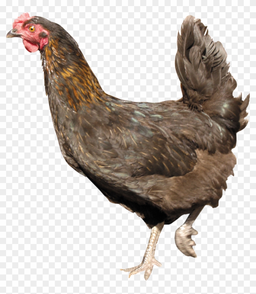 Chicken Png Transparent - Chicken With Transparent Background Clipart