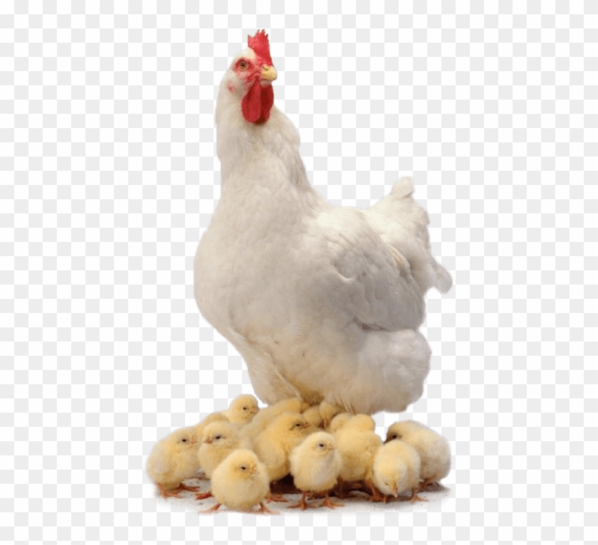 Chicken Family - Chickens .png Clipart #588816