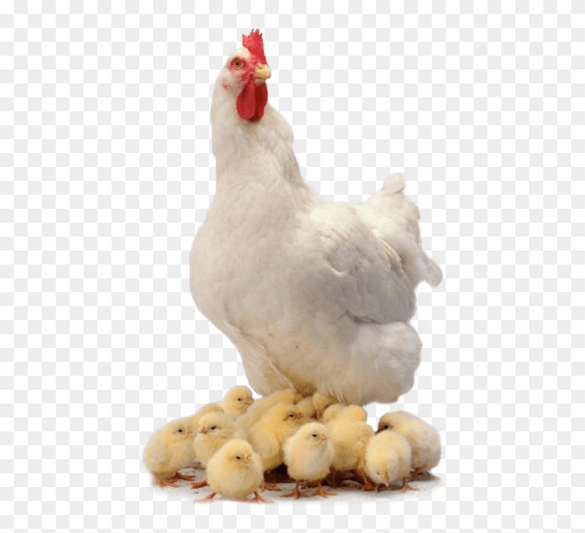 Chicken Family - Chickens .png Clipart