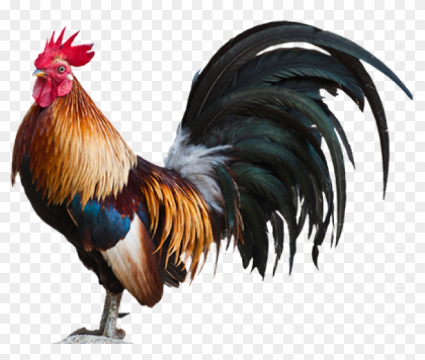 980 X 784 52 - Cock Hd Png Clipart #588857