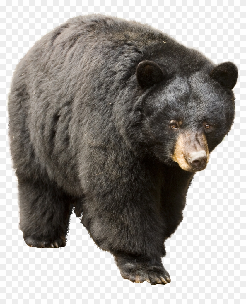 American Black Bear Png Clipart