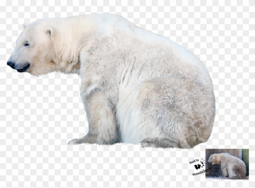 Polar Bear Png File - Polar Bear Transparent Background Clipart