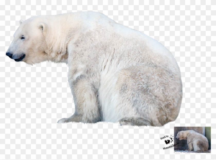 Polar Bear Png File - Polar Bear Transparent Background Clipart #589498