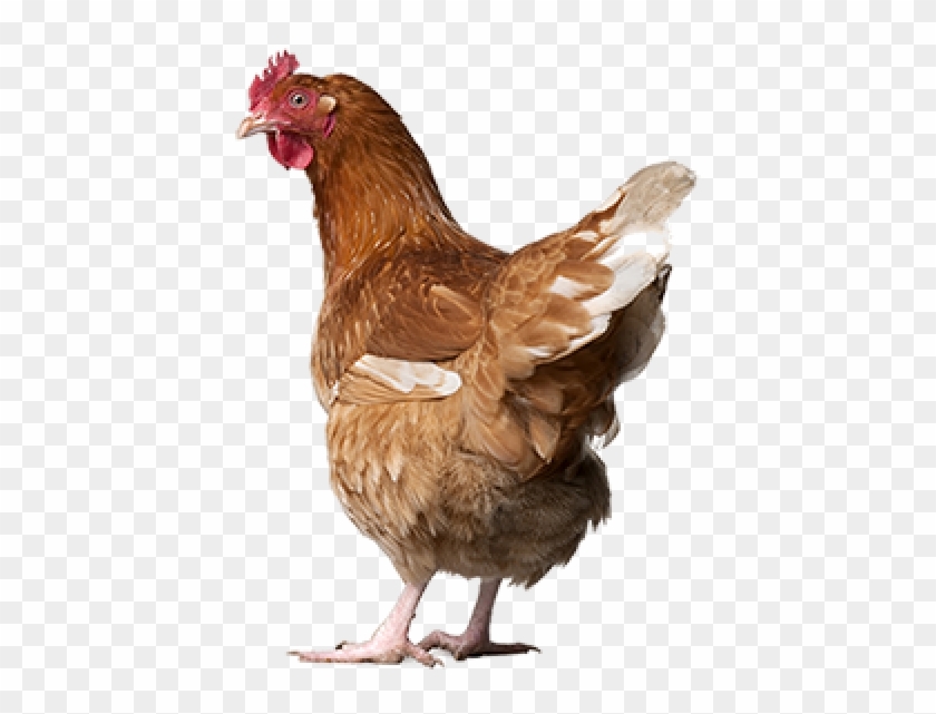 Chicken Png Icon - Free Range Eggs Nz Clipart #589526