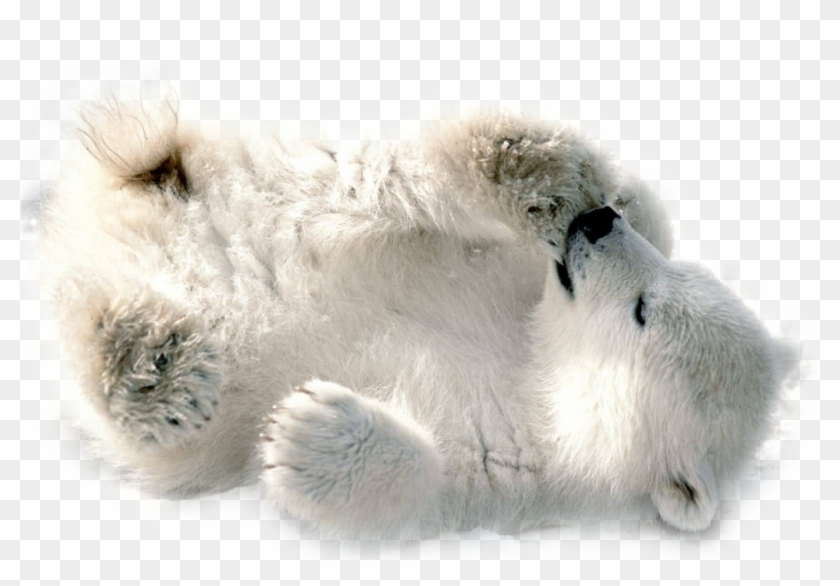 Download Polar Bear Png Transparent Images Transparent - Baby Polar Bear Transparent Clipart