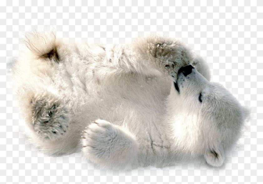 Download Polar Bear Png Transparent Images Transparent - Baby Polar Bear Transparent Clipart #589613