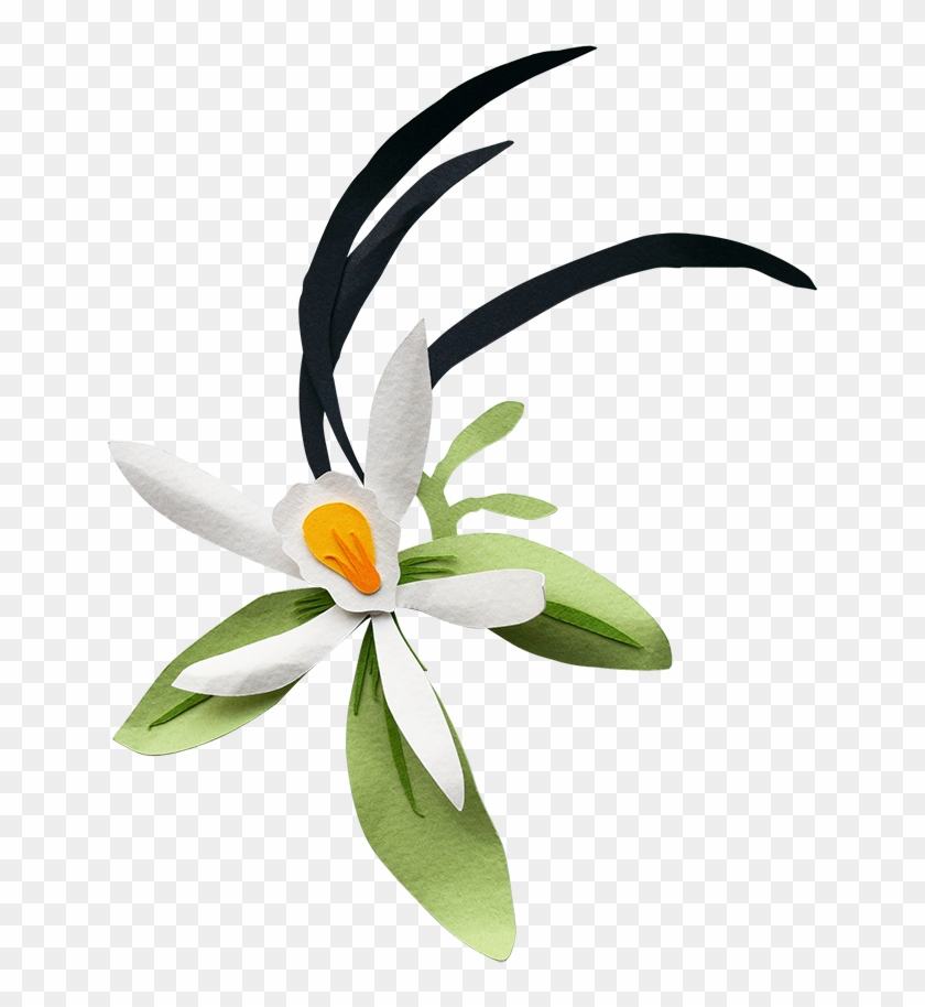 Bird Of Paradise Clipart