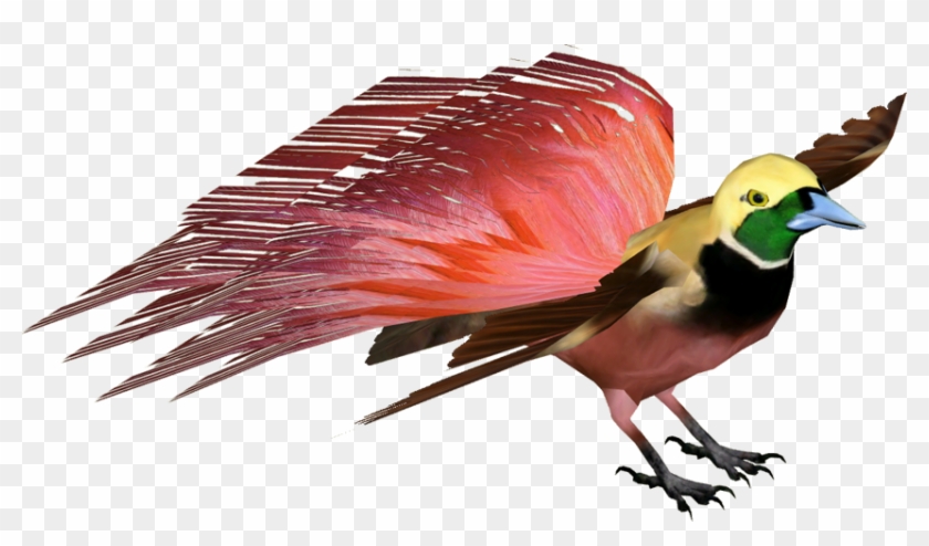 Raggiana Bird Of Paradise - Finch Clipart