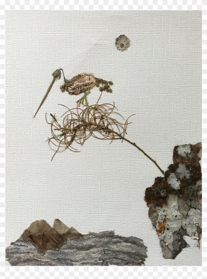 “ready At Cliff's Edge/bird In Paradise” Lynette Breton Clipart