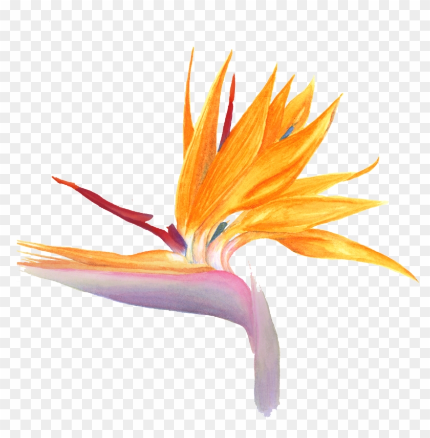 Bird Of Paradise Flower Png Watercolor Clipart #5802862