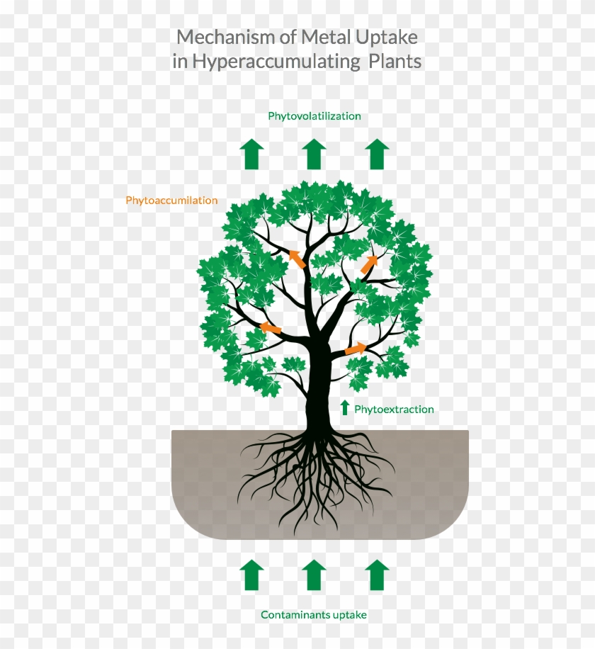 Tea Plants Soak Up Metals On Their Own, But The Manufacturing - Metal Uptake In Plants Clipart #5807728