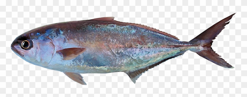 Seriola Peruana - Peces En El Mar Png Clipart #5810559