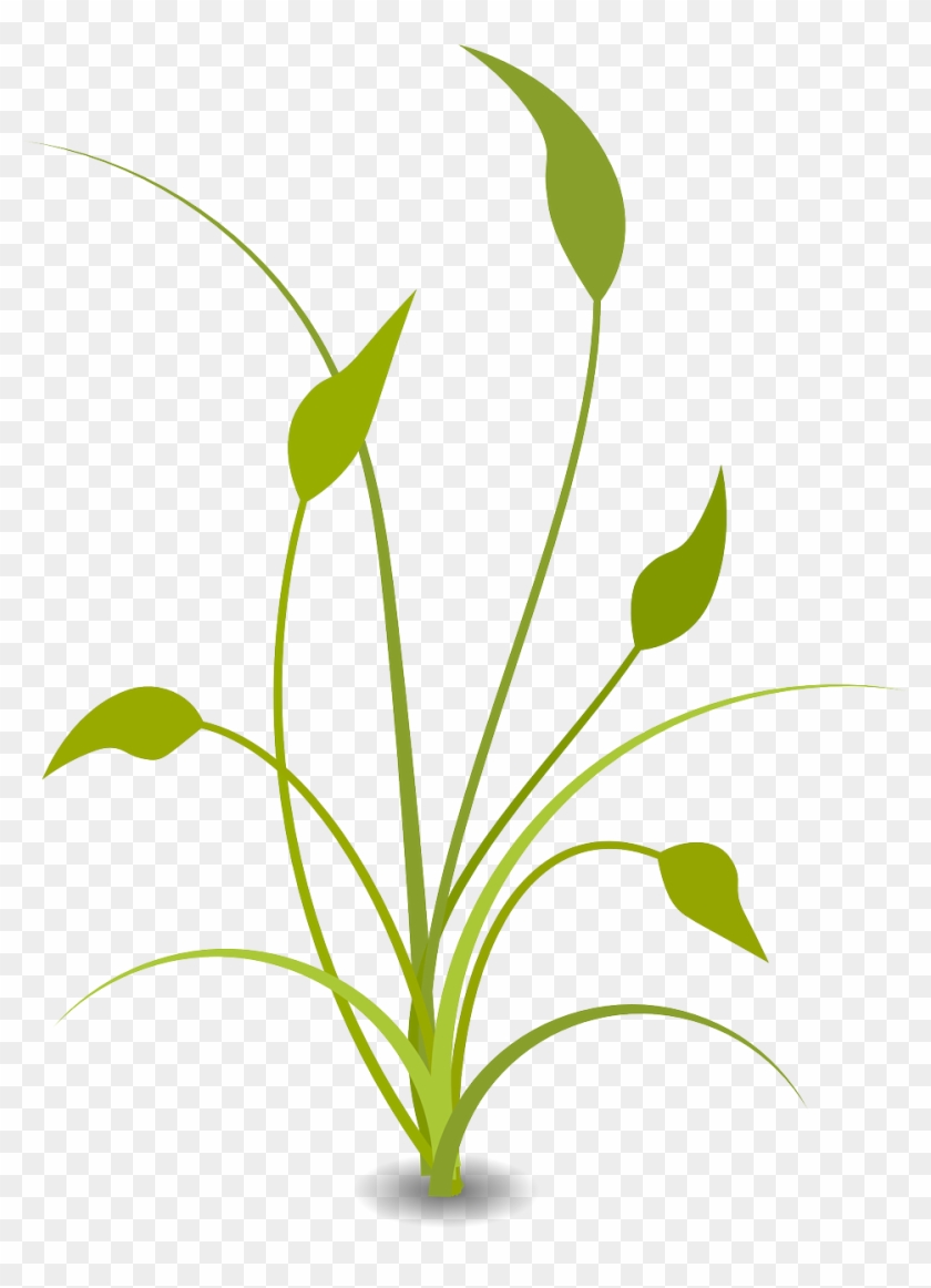 Plant Leaves Grad Green Png Image - Nature Clipart Transparent