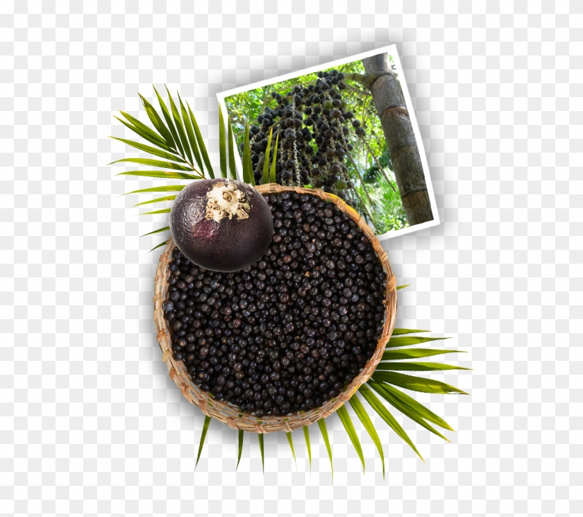 Harvesting Açaí Is An Age-old Tradition In The North - Olive Clipart #5812755