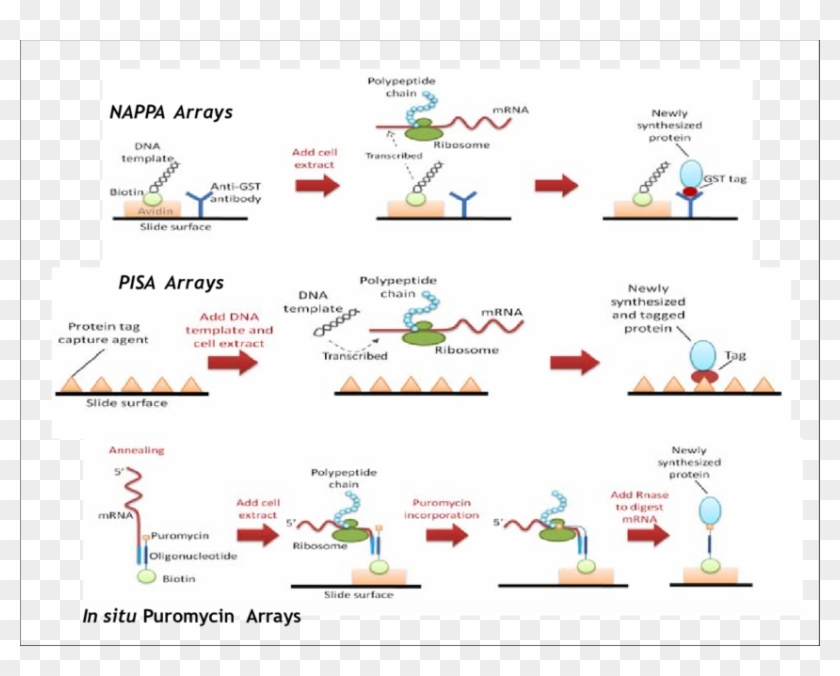 Pisa Arrays, Nappa Arrays And In Situ Puromycin - Protein Array Clipart #5813907