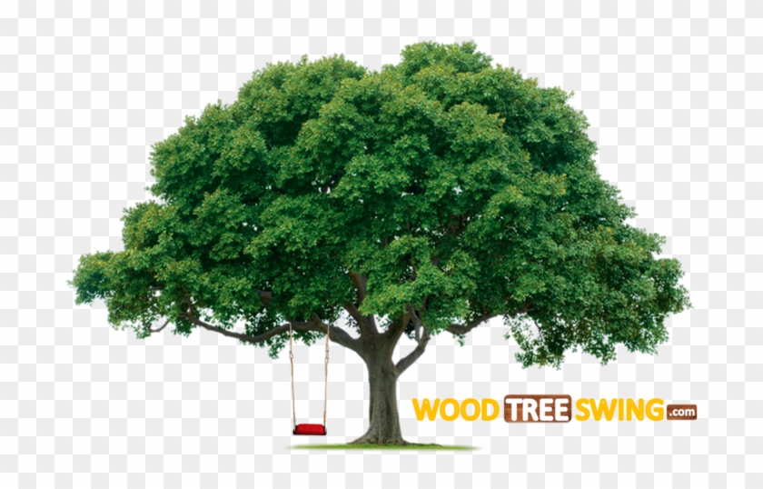 Oak Tree Transparent Background - Trees With Swings Clipart