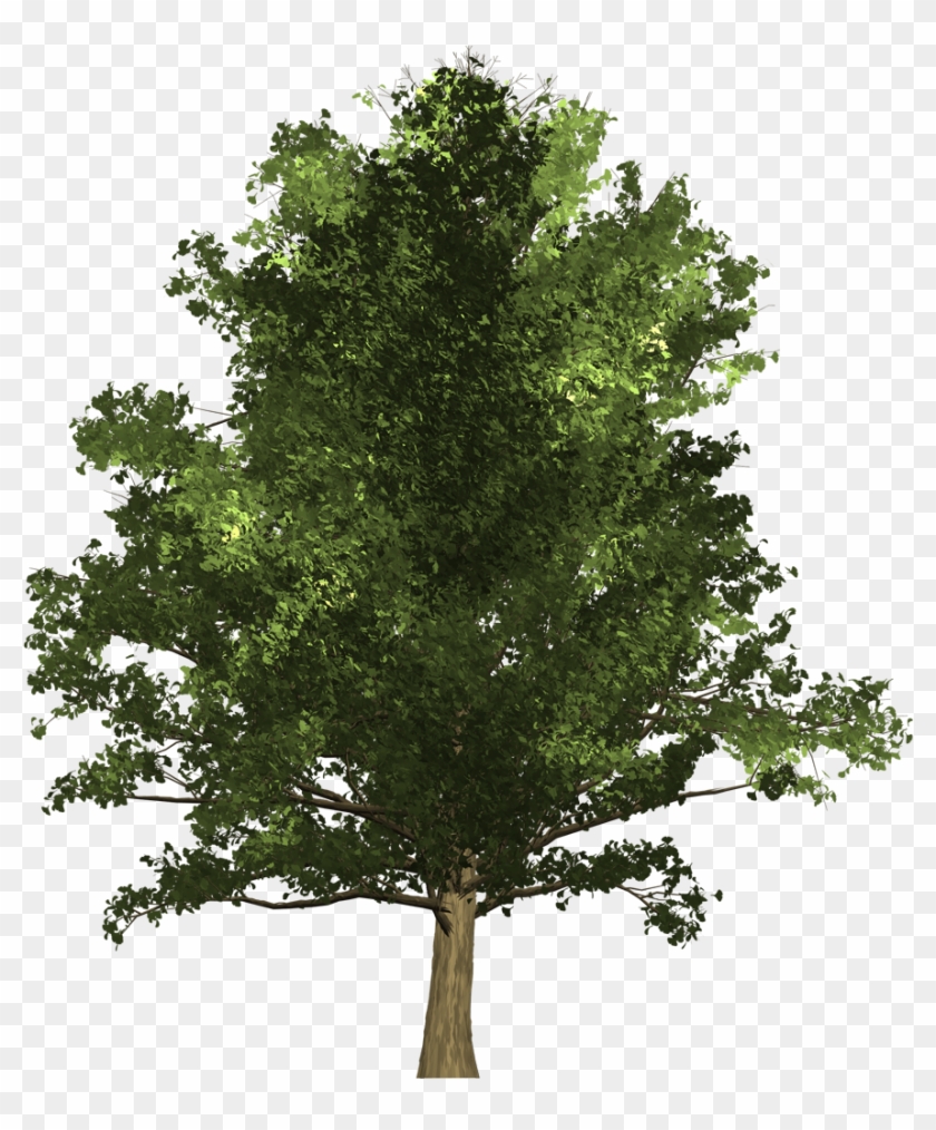 Oak , Png Download - Oak Clipart