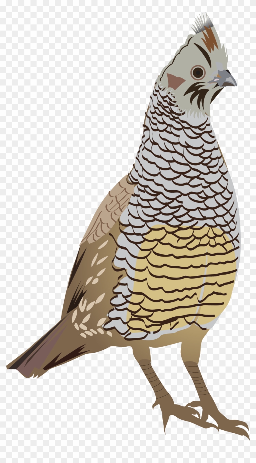 Scaled Quail - Quail Clipart