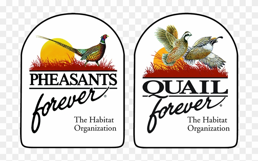 Pheasants Forever Quail Forever , Png Download - Pheasants Forever Quail Forever Clipart #5815137