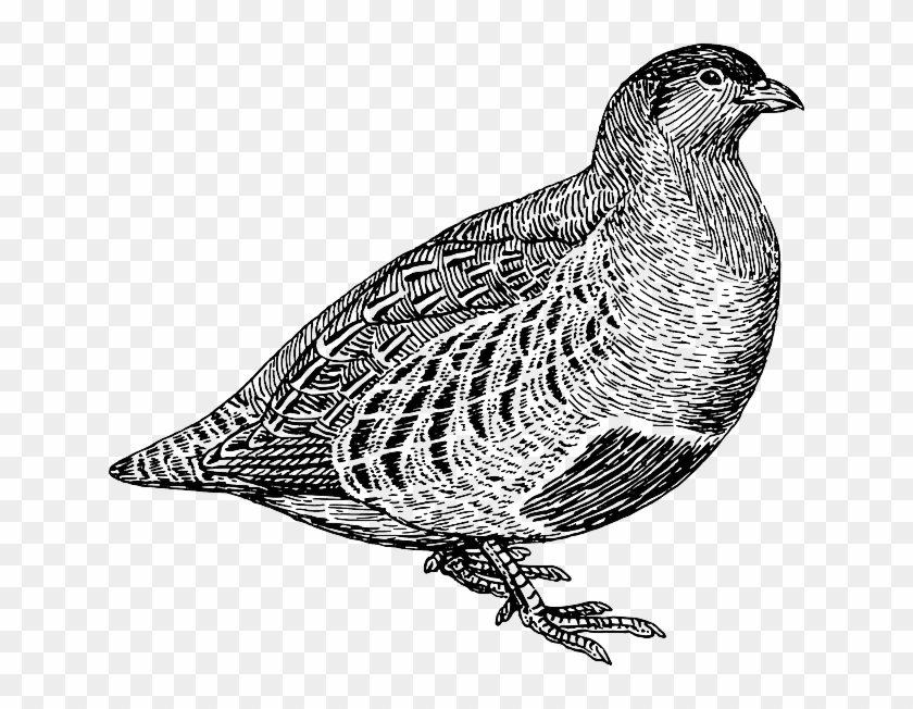 Line Art Clip - Partridge Black And White - Png Download #5815519