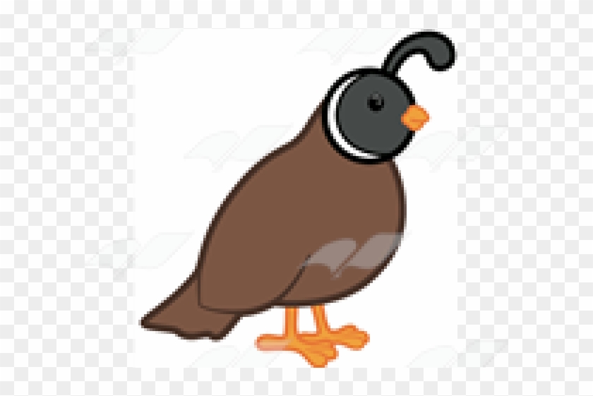 Cute Quail Clipart - Png Download