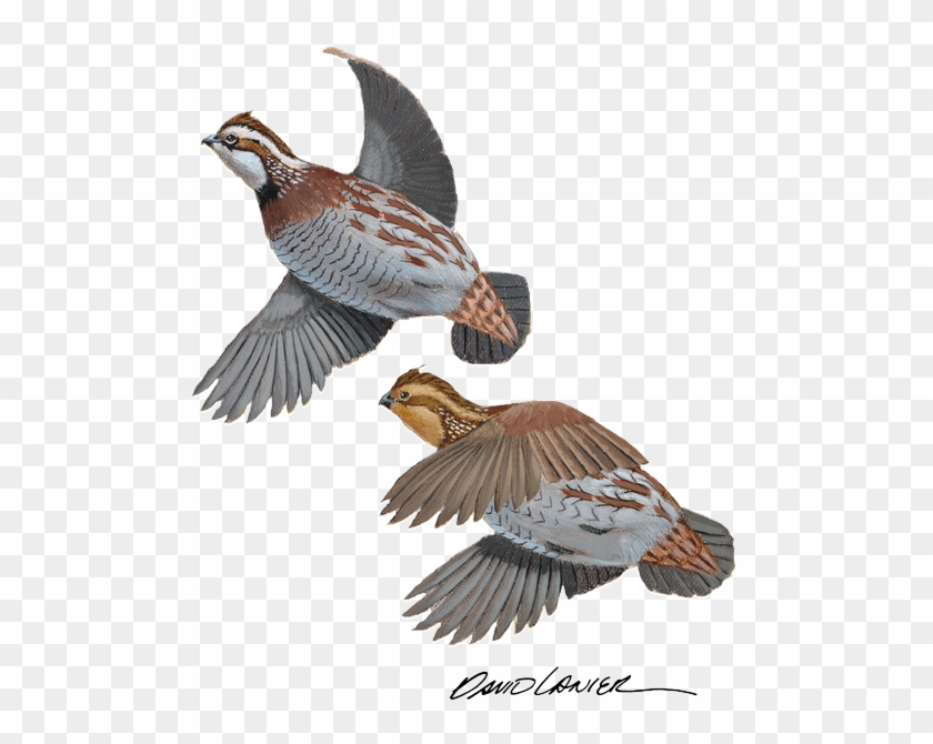 Seabird Clipart #5816022