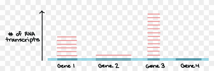 Genes Png , Png Download - Orange Clipart #5816616
