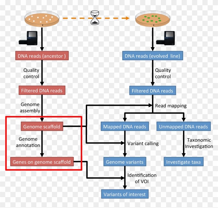 Images/workflow1 - Read Mapping Workflow Clipart
