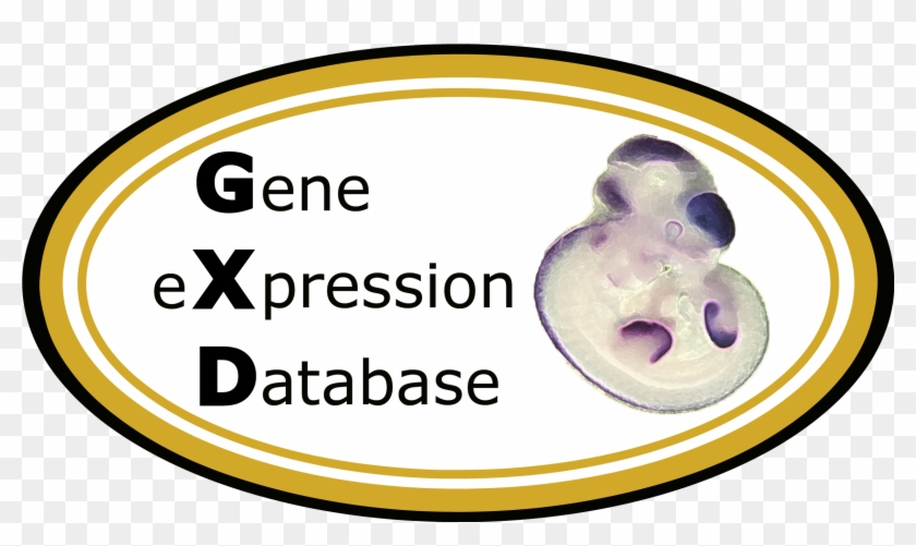 Genes Png , Png Download - Gene Expression Database Clipart #5816928