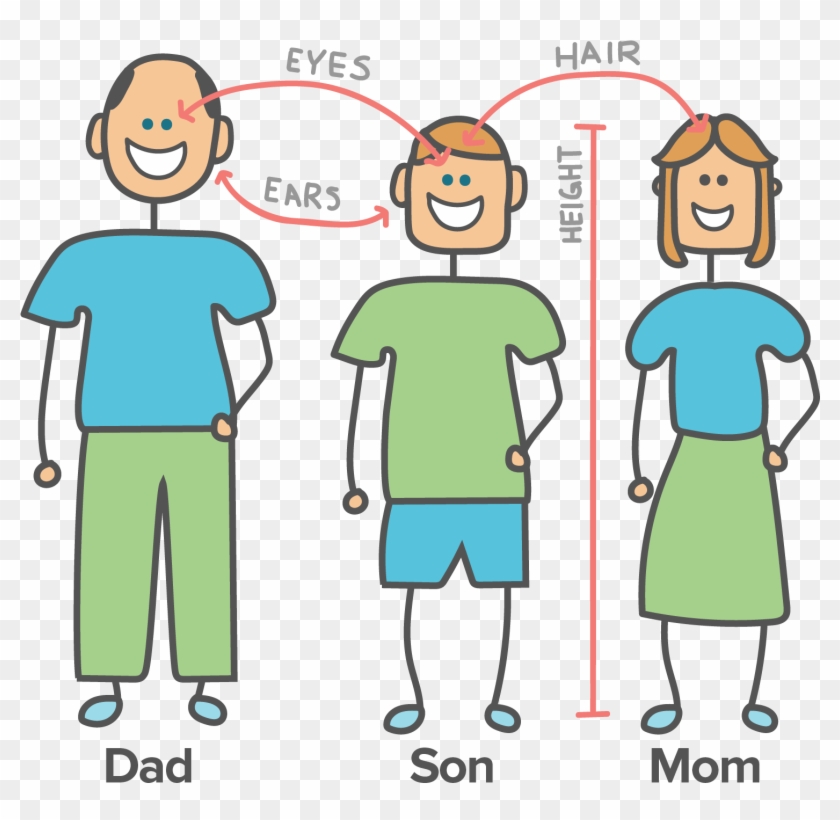Cartoon Showing How A Son Acquires Eye Color And Height - Genes From Parents To Child Clipart