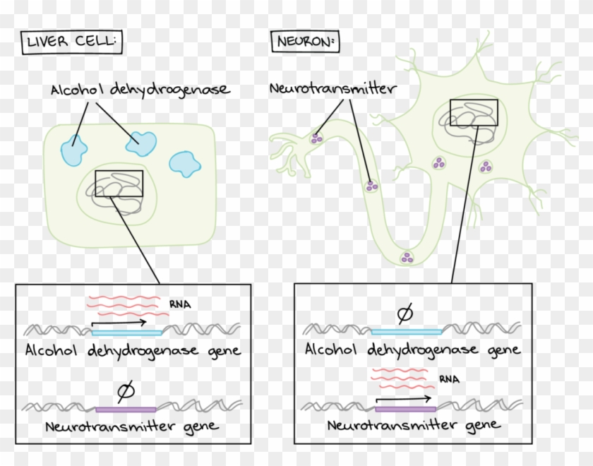 Gene Regulation Makes Cells Different - Regulacion Genica En Eucariontes Clipart #5817178