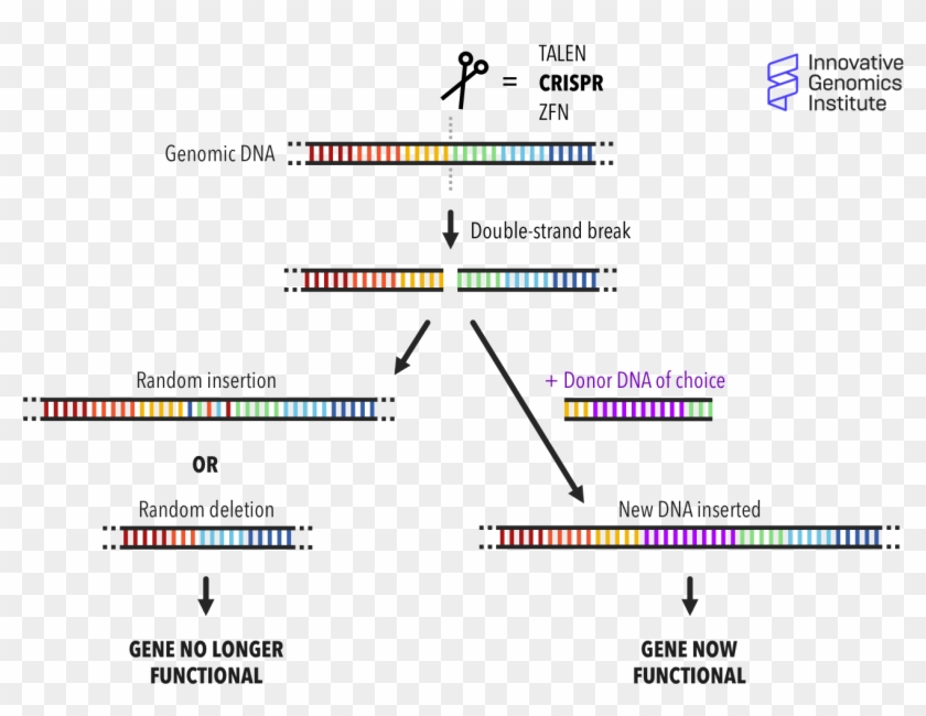 How Does Genome Editing Work - Does End Repair Work Clipart #5817456