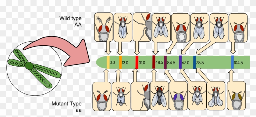 Gene Mapping - Gene Linkage Map Clipart