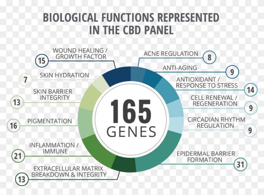 Cannabidiol Gene Expression Panel Debuts At Scc Annual - Circle Clipart #5817948