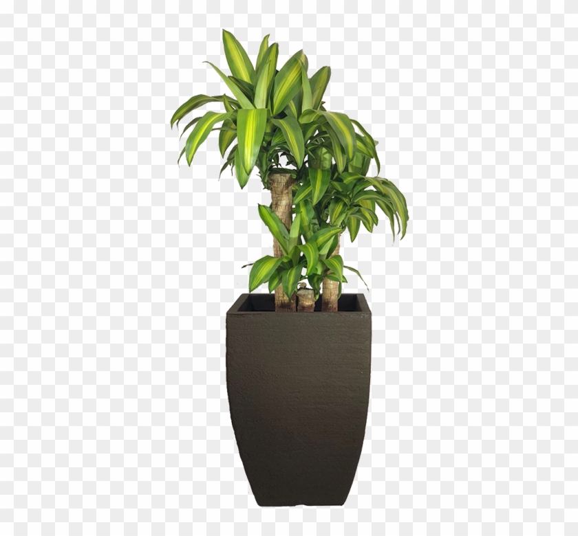 Pau D' Água Com O Vaso Quadrado Moderno - Planta Pau D Água Clipart