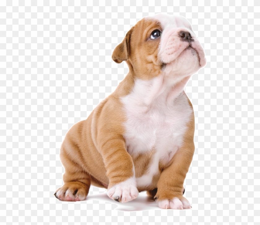Imagens De Cachorro Em Png - Imagens De Cachorro Png Clipart
