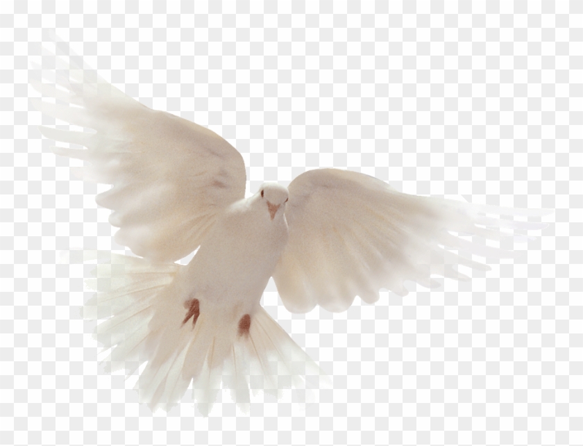 Palomas Png - Symbol Of The Holy Spirit Dove Clipart #5819977