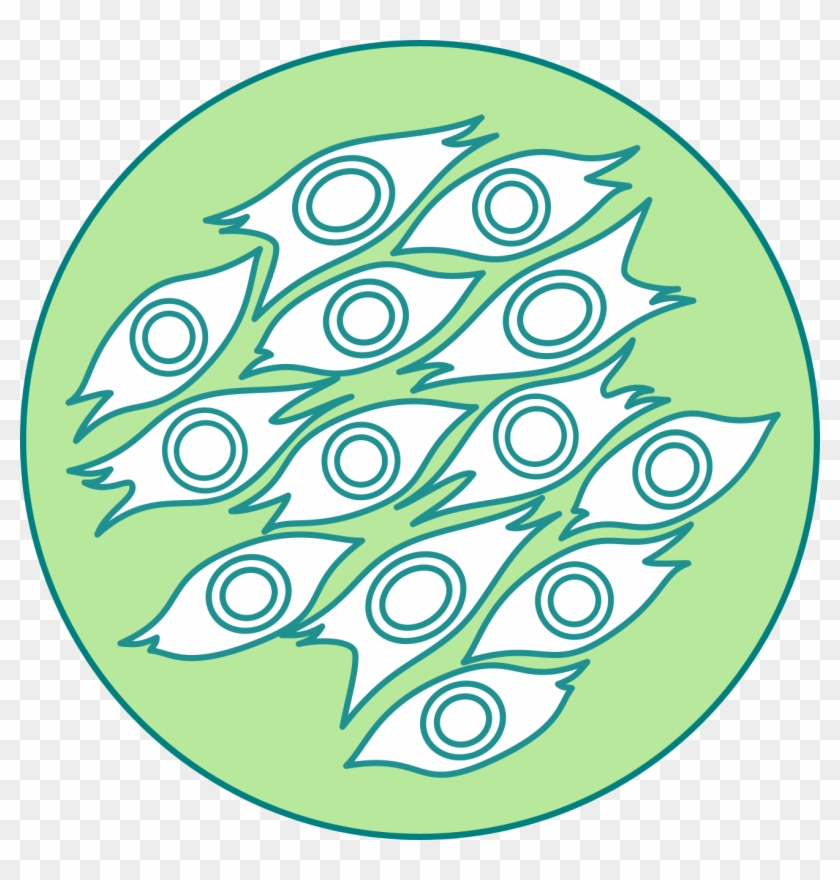 Medicamentos De Células Madre - Circle Clipart #5820177