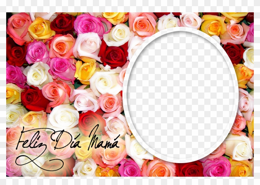 Rosas De Muchos Colores - Desktop Pic Of Flowers Clipart #5820516