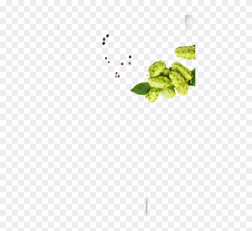 Slider 1 Slide 3 Right - Brussels Sprout Clipart #5820828