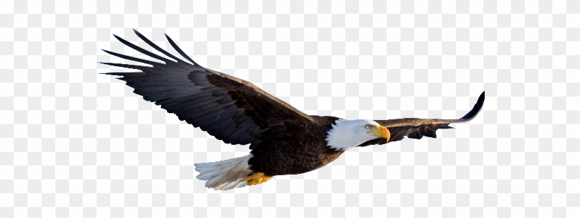 Flying Eagle Transparent Clipart #5821615
