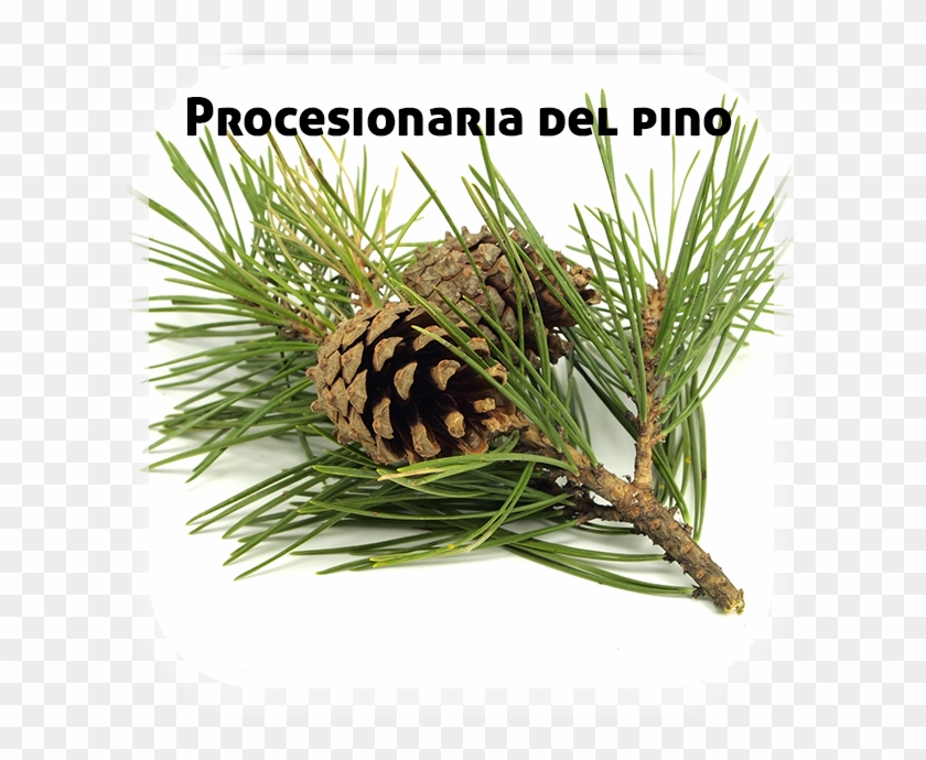 Procesionaria Pinos - Pine Branch Clipart #5824082
