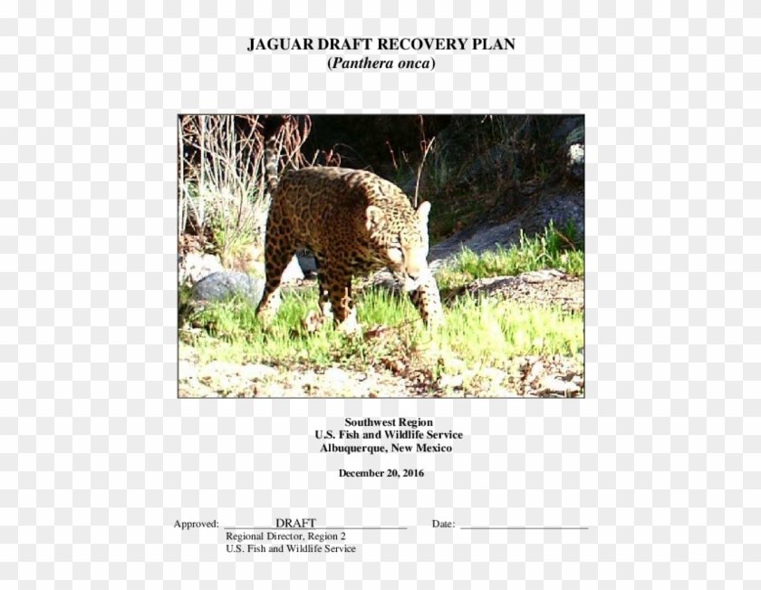 African Leopard Clipart
