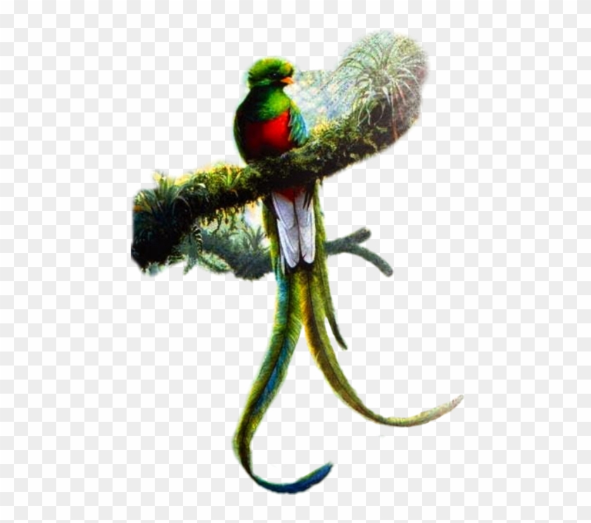 Resplendent Quetzal Art , Png Download - Dibujos Del Quetzal A Lapiz Clipart #5825262