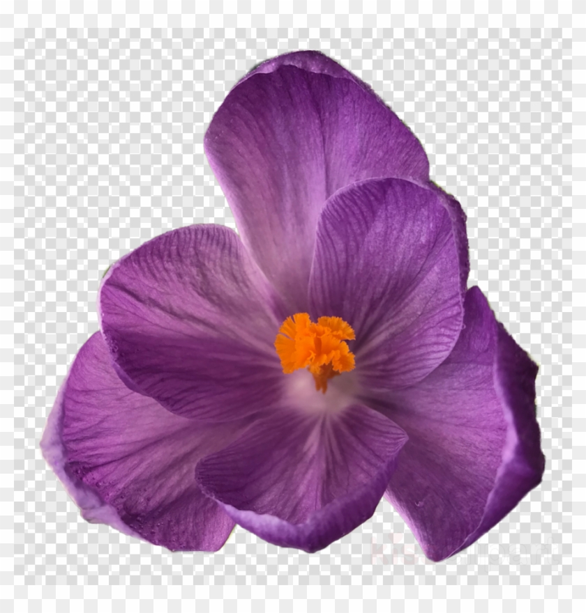 Download Flower Tumblr Transparent Clipart Flower Bouquet - Flowers On Clear Background - Png Download