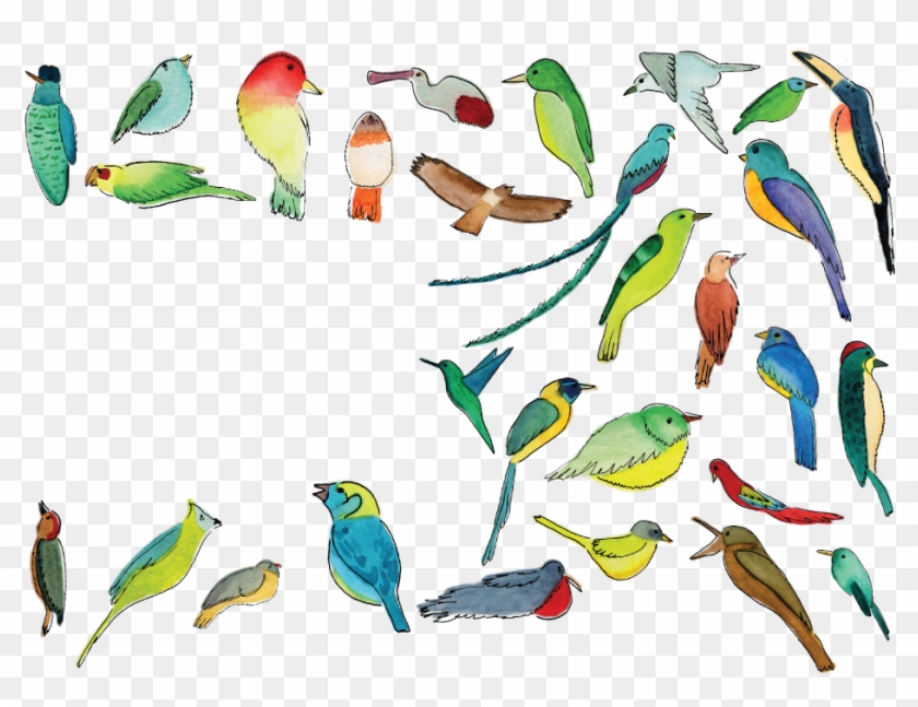 Coraciiformes Clipart #5825572