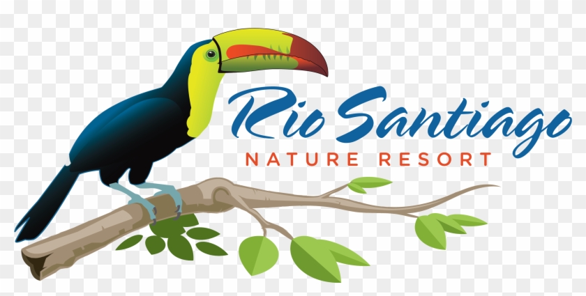 Santa Barbara Cloud Forest Resplendant Quetzals - Toucan Clipart #5826084