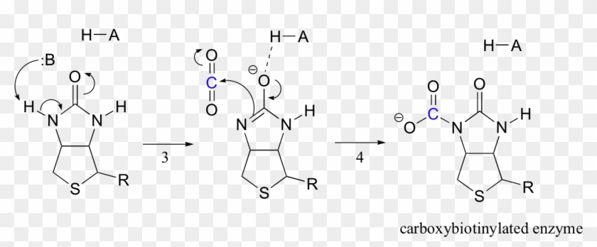Biotin With Co2 Clipart